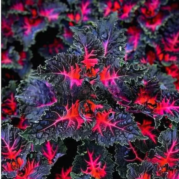 Coleus Black Dragon